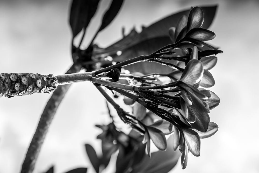 Frangipani Reaches